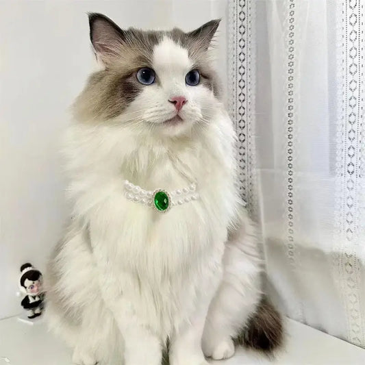 Un chat blanc aux yeux bleus portant un collier de luxe pour chat pour les occasions spéciales